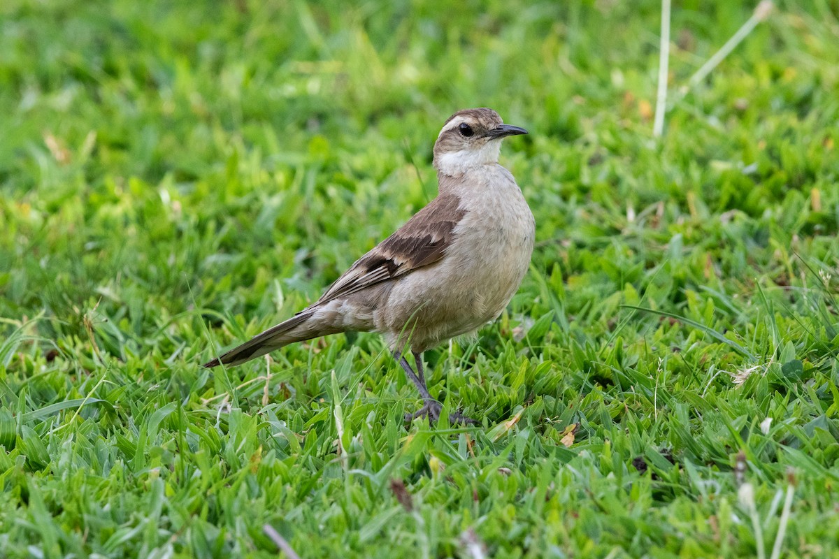 Long-tailed Cinclodes - ML645666003