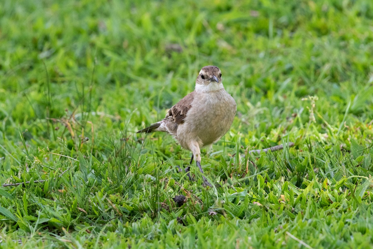 Long-tailed Cinclodes - ML645666004