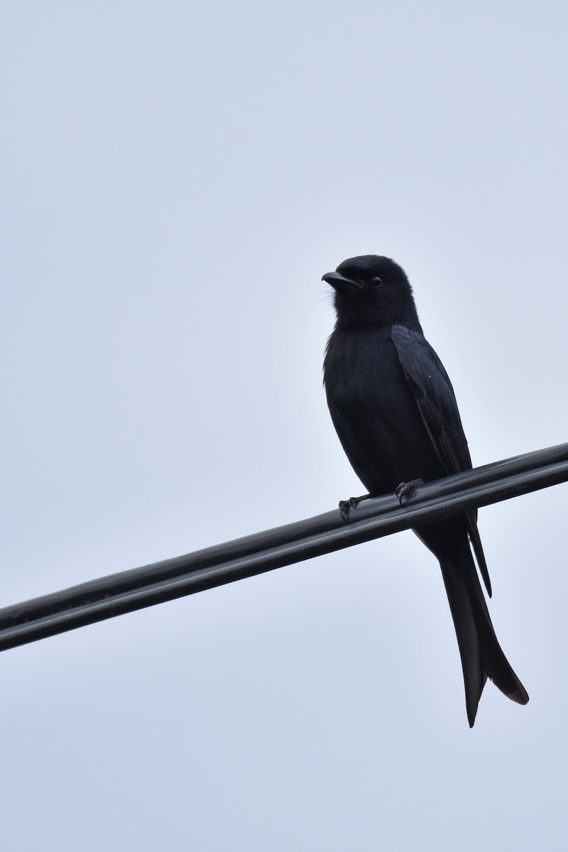 Fork-tailed Drongo - ML645666010