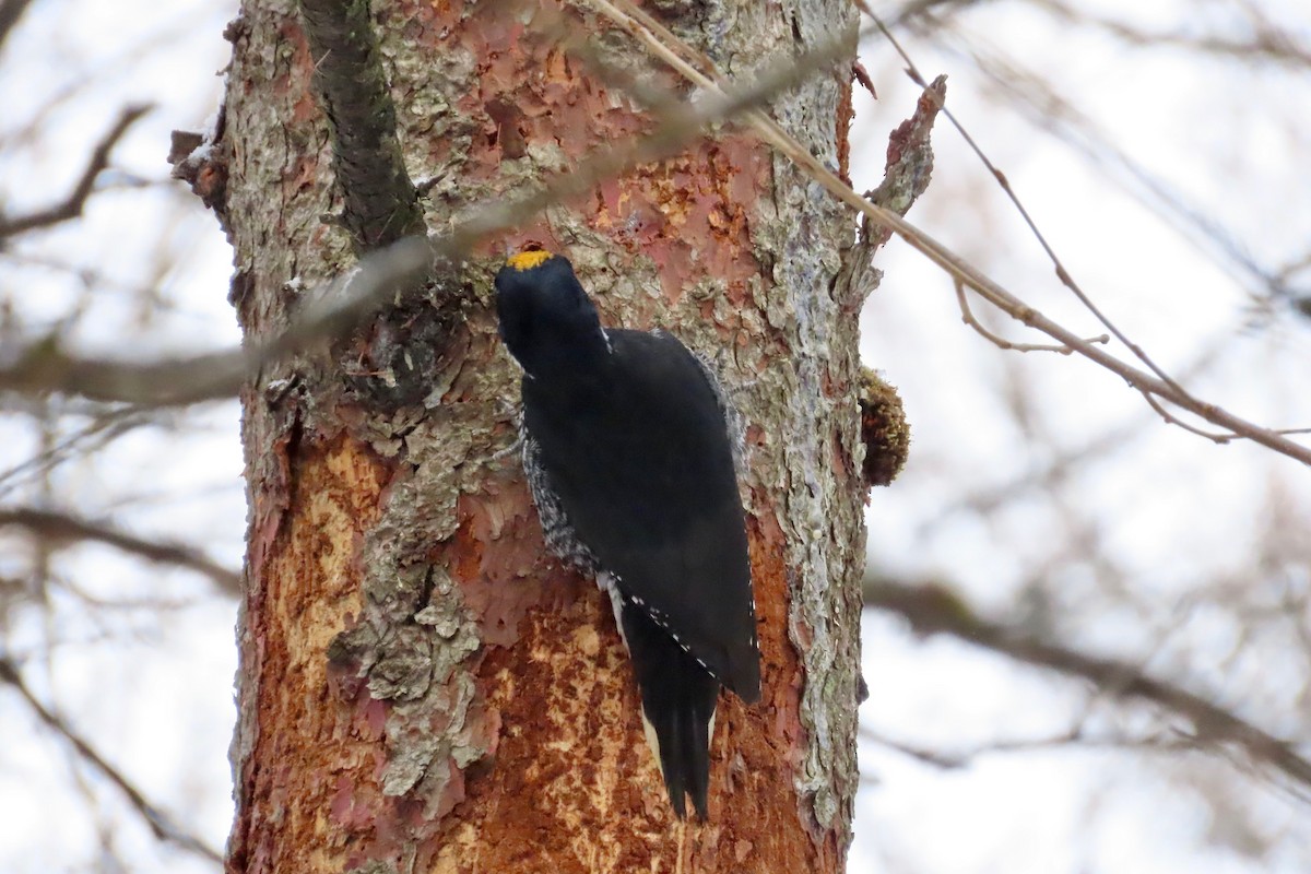 Kara Sırtlı Ağaçkakan - ML645666027