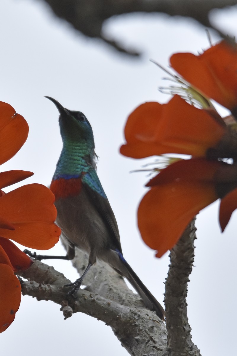 Greater Double-collared Sunbird - ML645666031