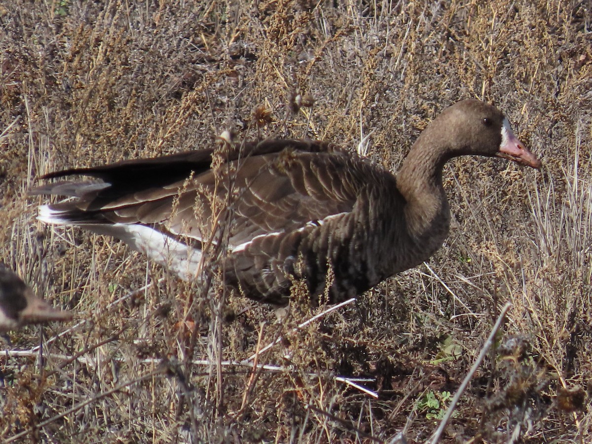 白額雁 - ML645666041