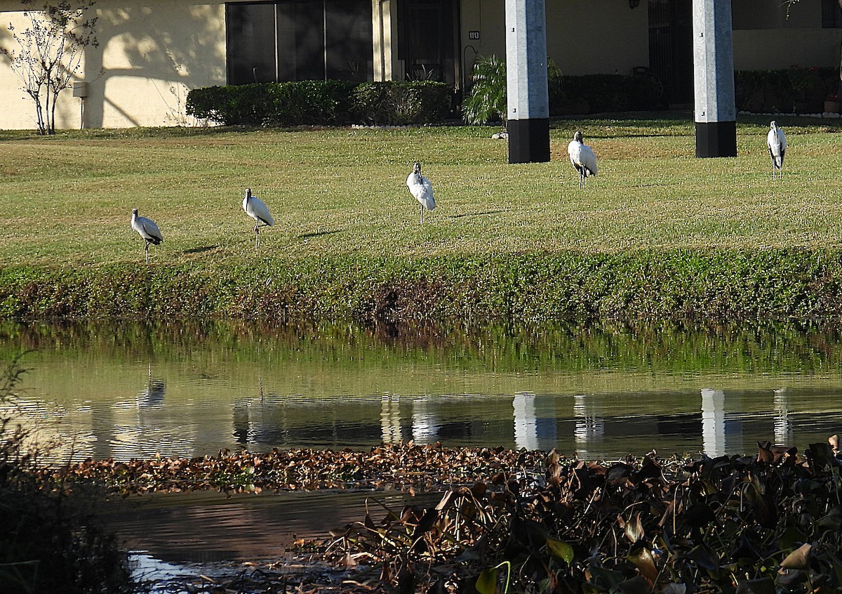 nesyt americký - ML645666043