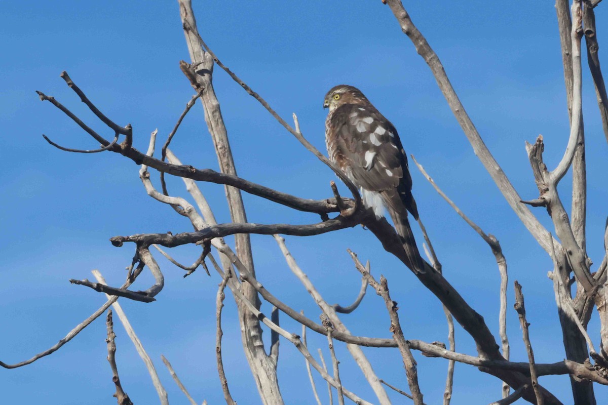 parulahauk (velox gr.) - ML645666044