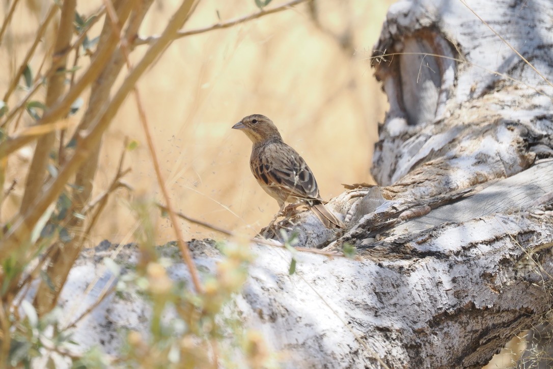 Lark-like Bunting - ML645666053