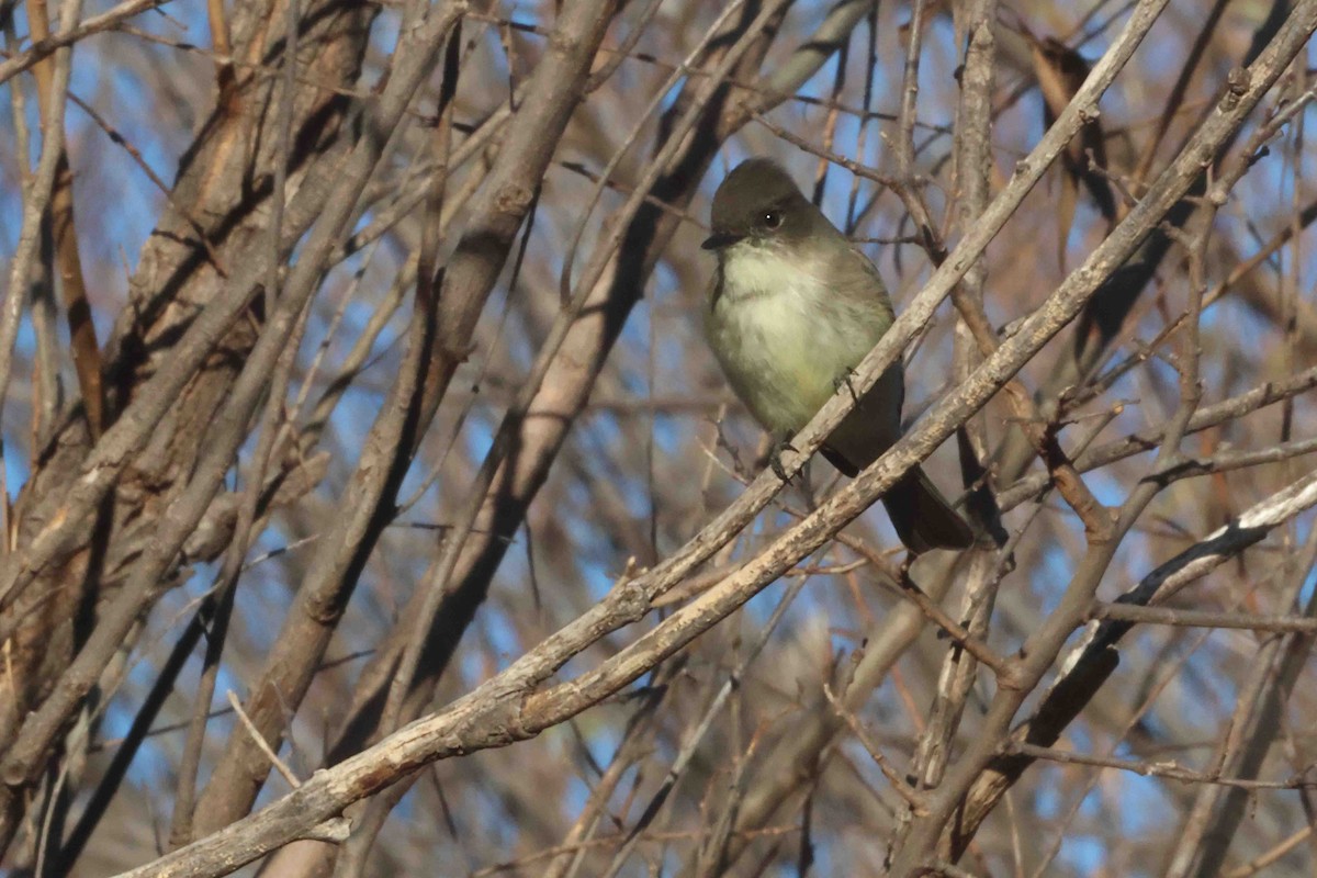 gråfibi - ML645666057