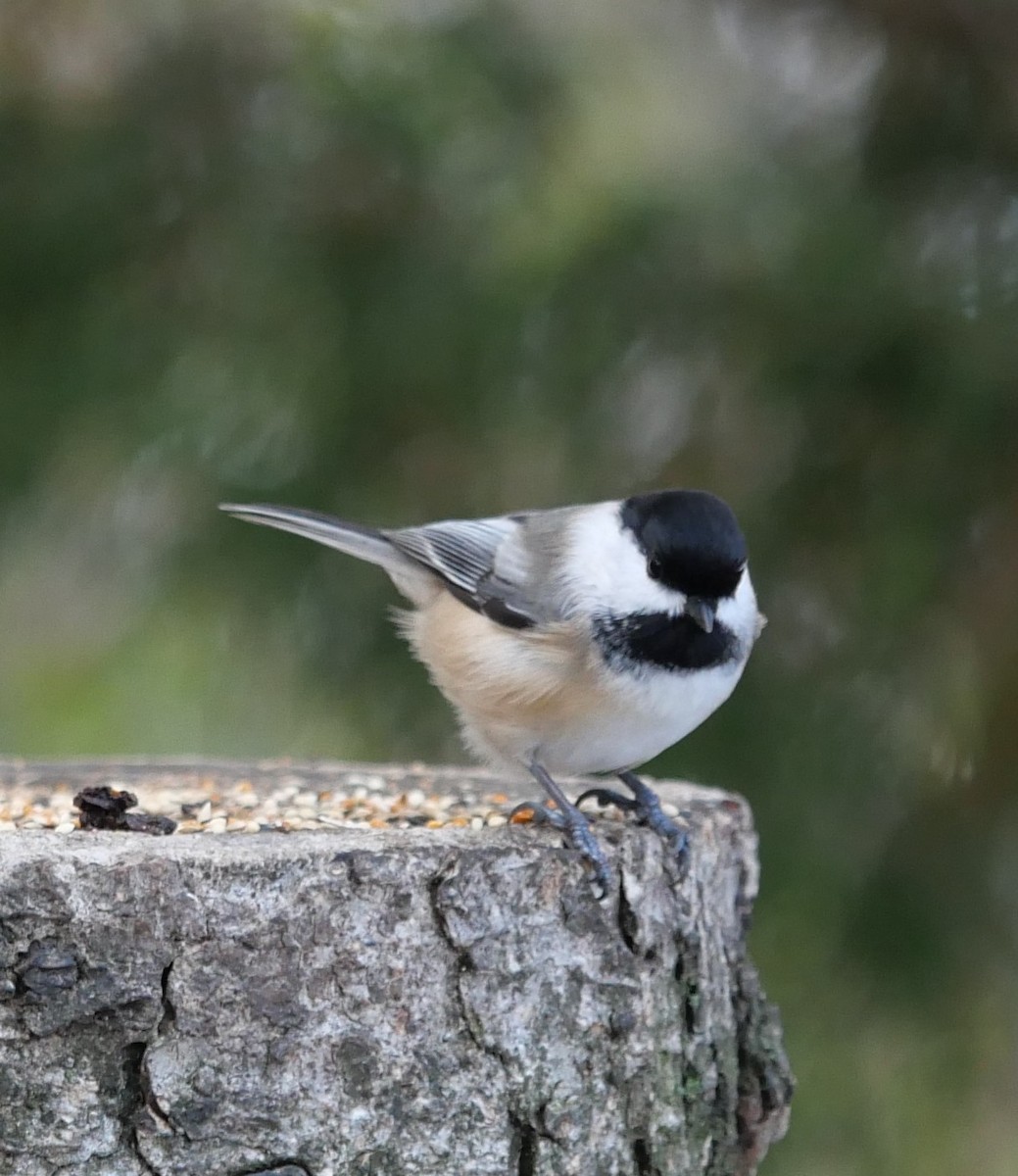 Mésange à tête noire - ML645666061