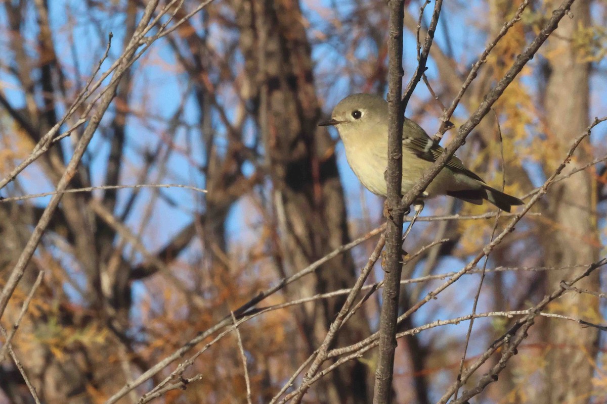 rubinfuglekonge - ML645666063