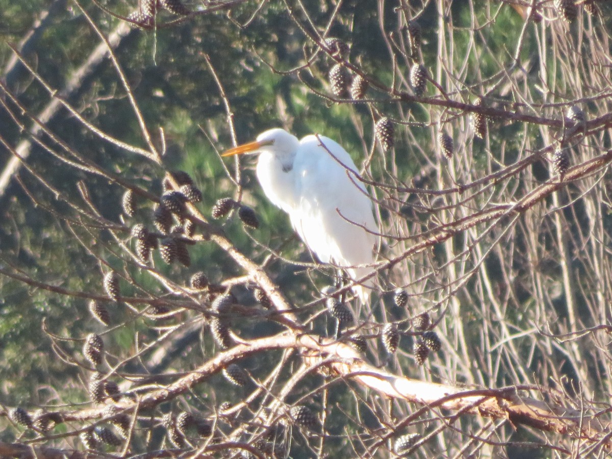 Great Egret - ML645666064