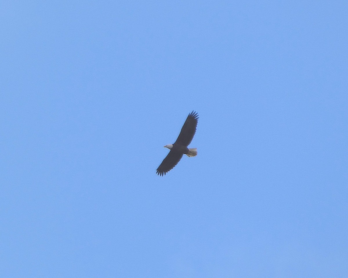 Bald Eagle - ML645666065