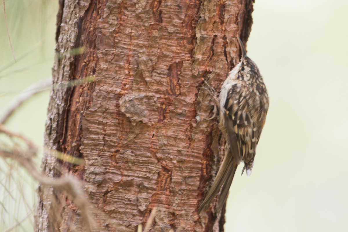 Brown Creeper - ML645666066