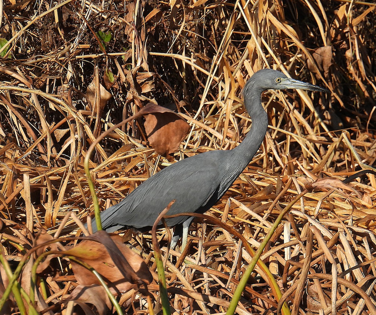 volavka modrošedá - ML645666067