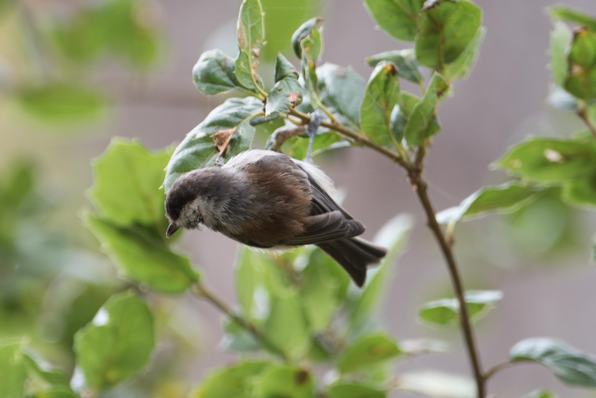 Chestnut-backed Chickadee - ML645666070