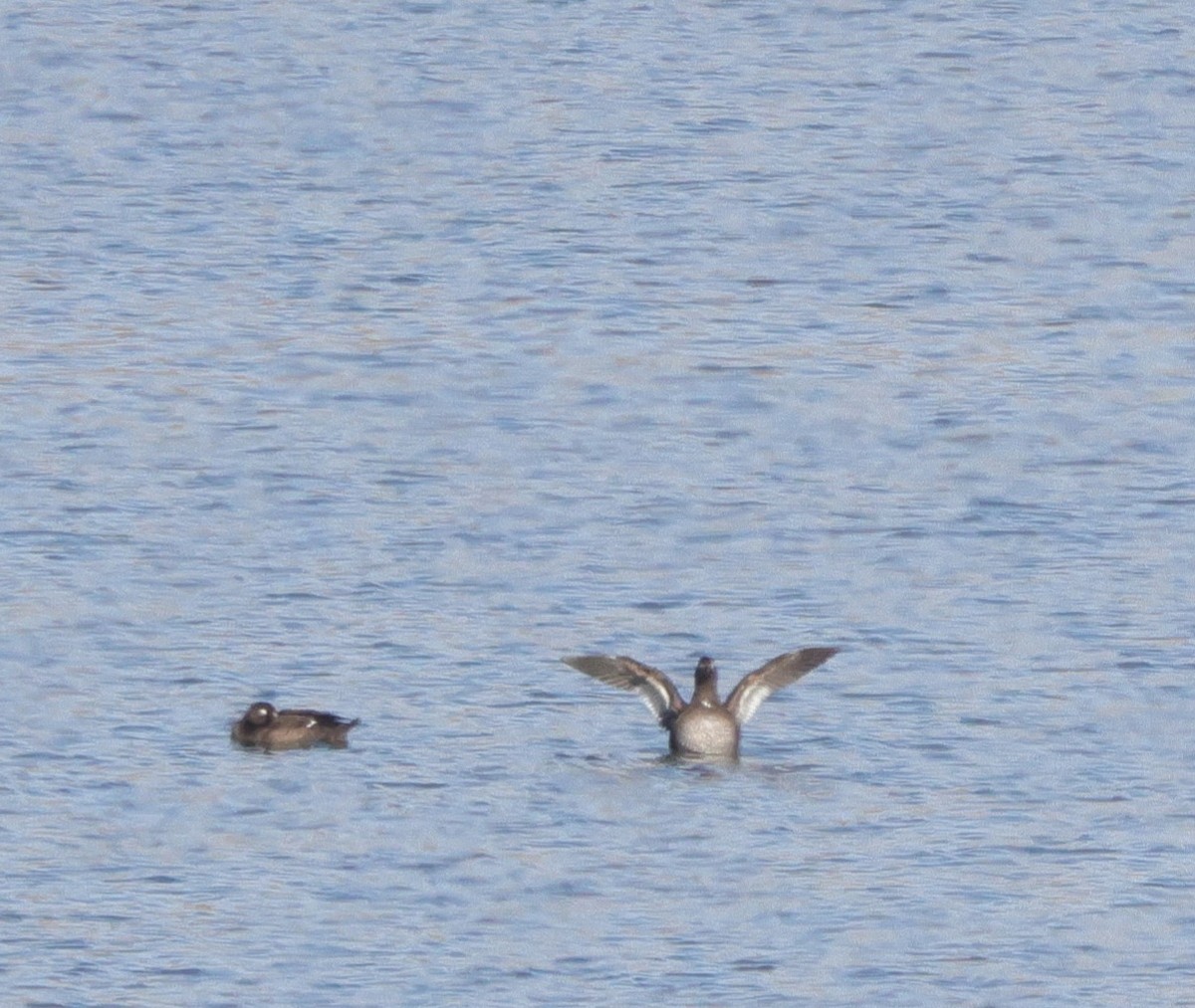 White-winged Scoter - ML645666071