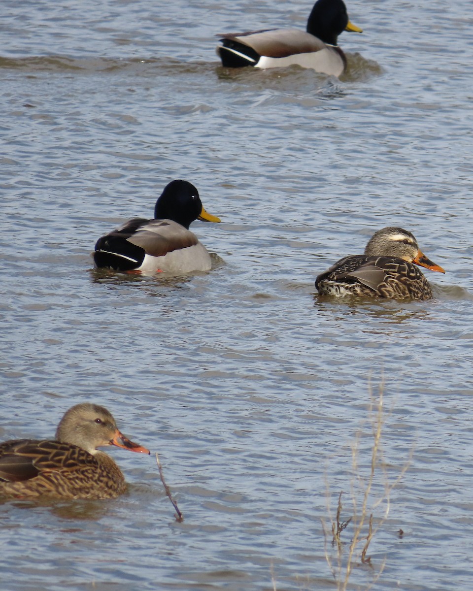 綠頭鴨 - ML645666072