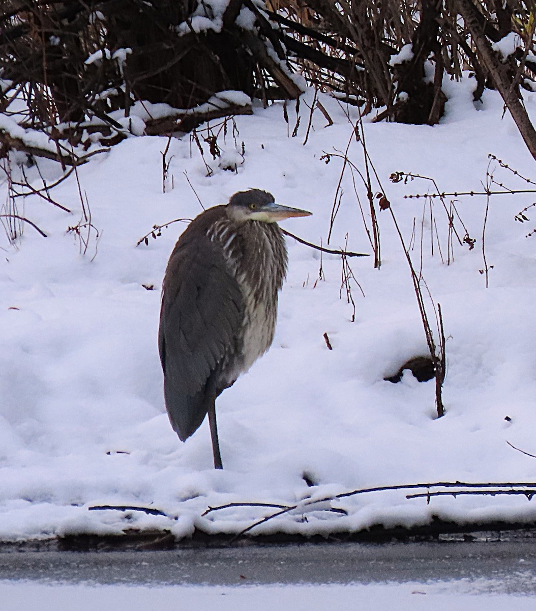 Amerika Gri Balıkçılı - ML645666074
