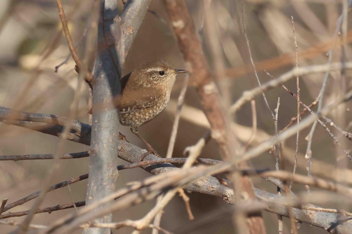 vintersmett - ML645666078