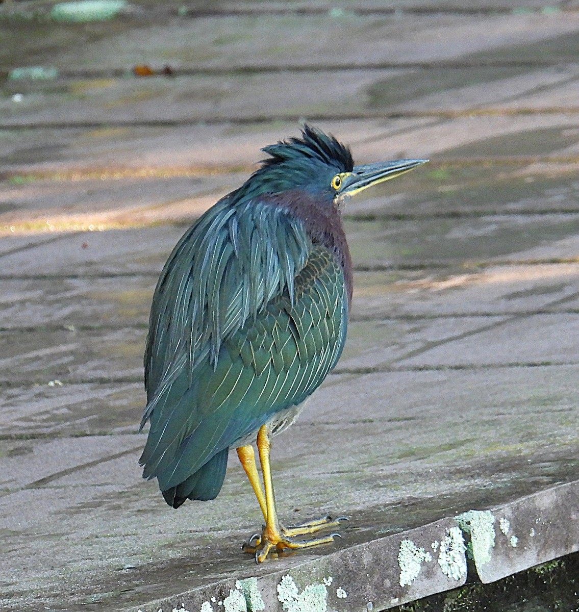 volavka zelenavá - ML645666082