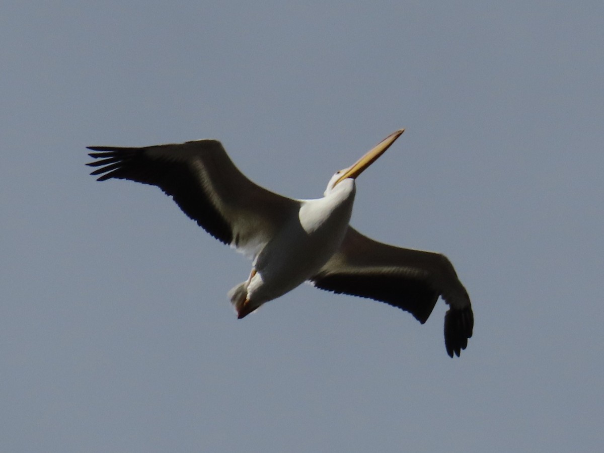American White Pelican - ML645666085