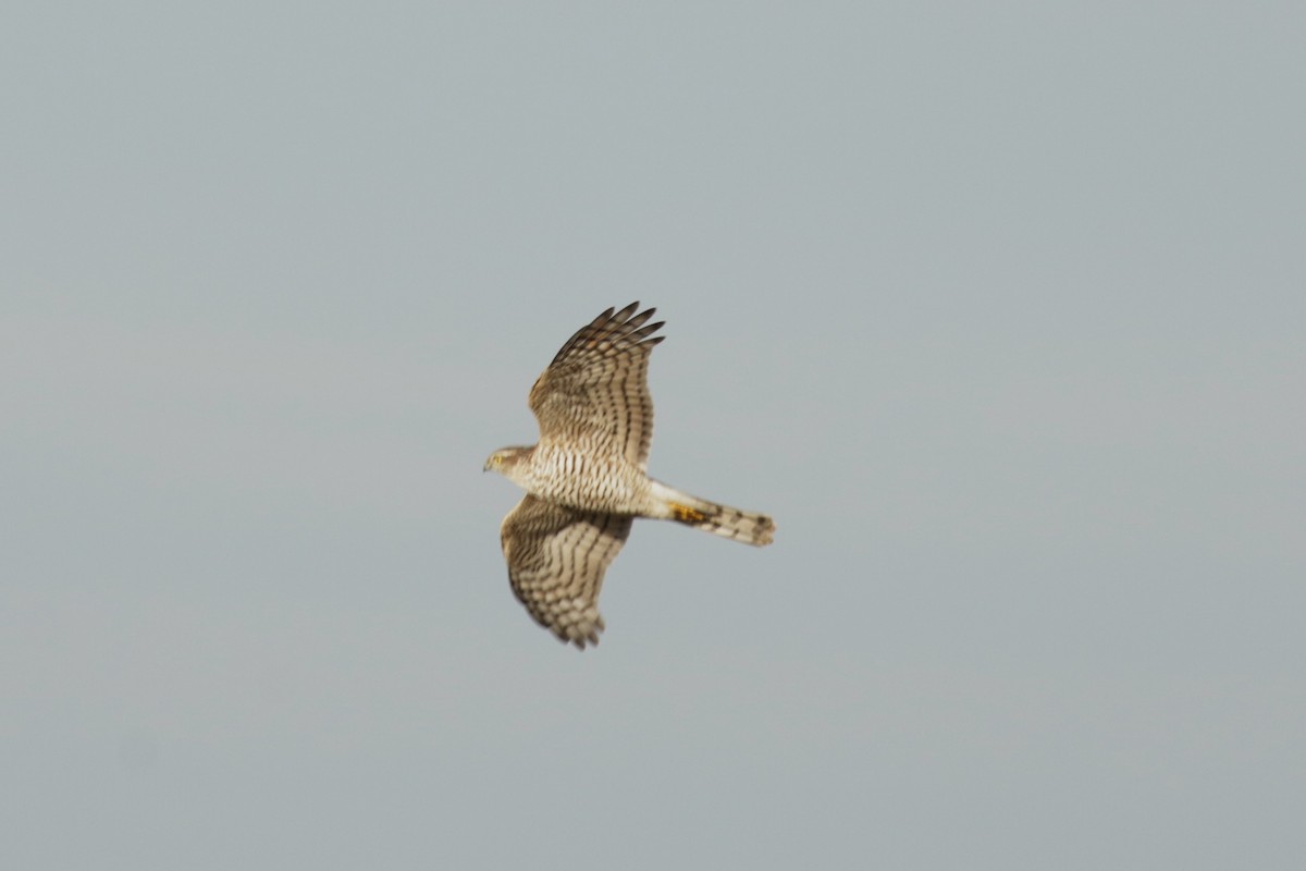 Eurasian Sparrowhawk - ML645666089