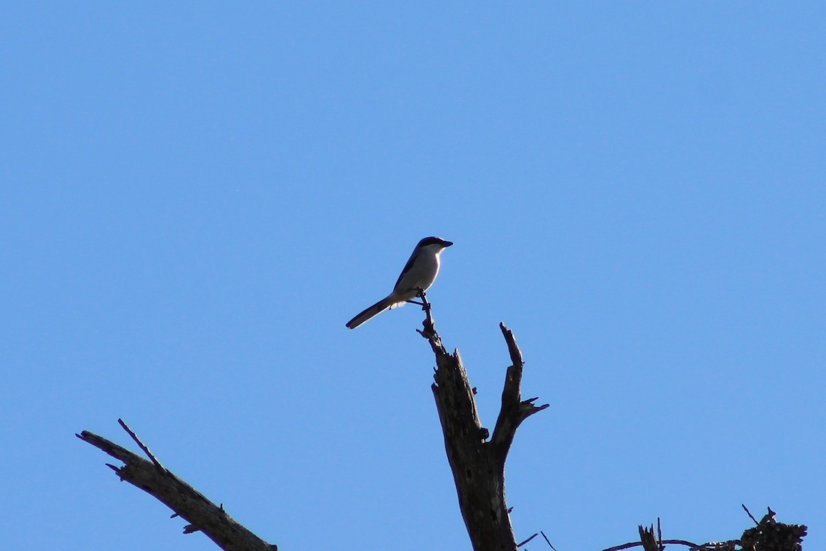 Loggerhead Shrike - ML645666090