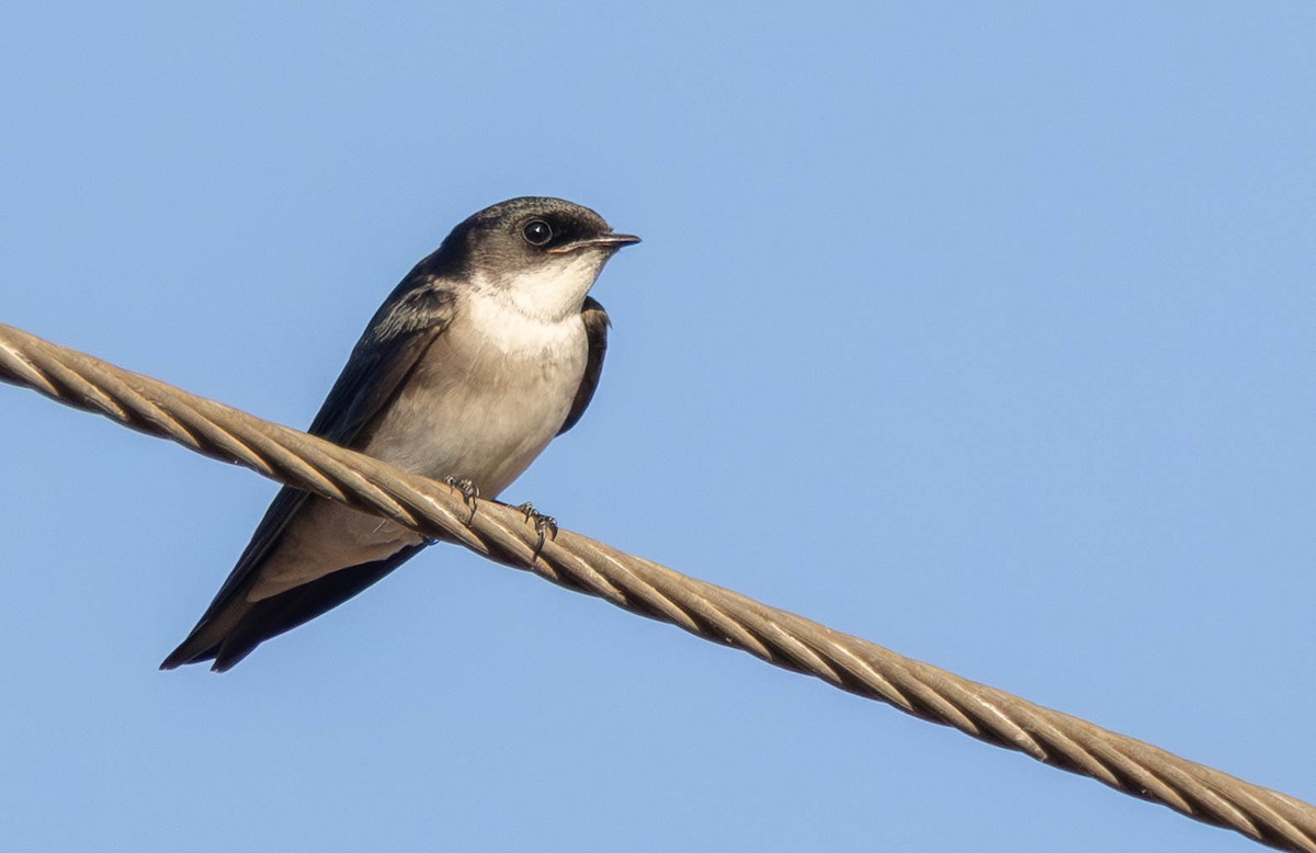 Pearl-breasted Swallow - ML645666091