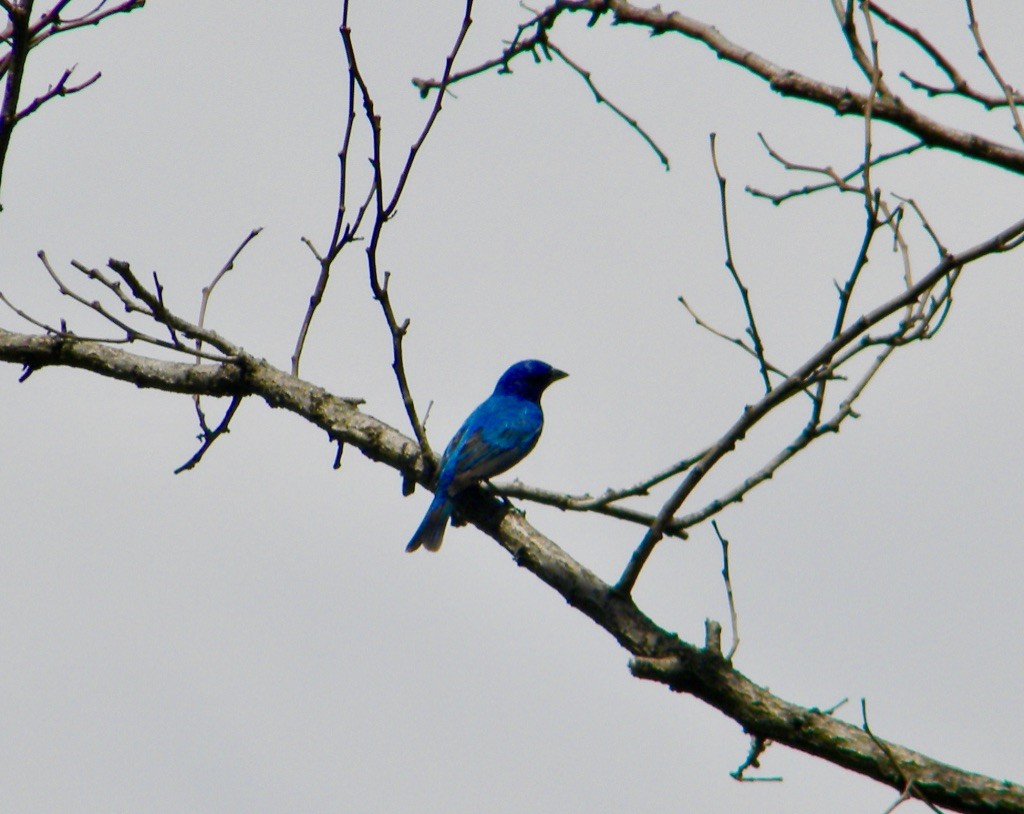 Индиговый колорин - ML645666100