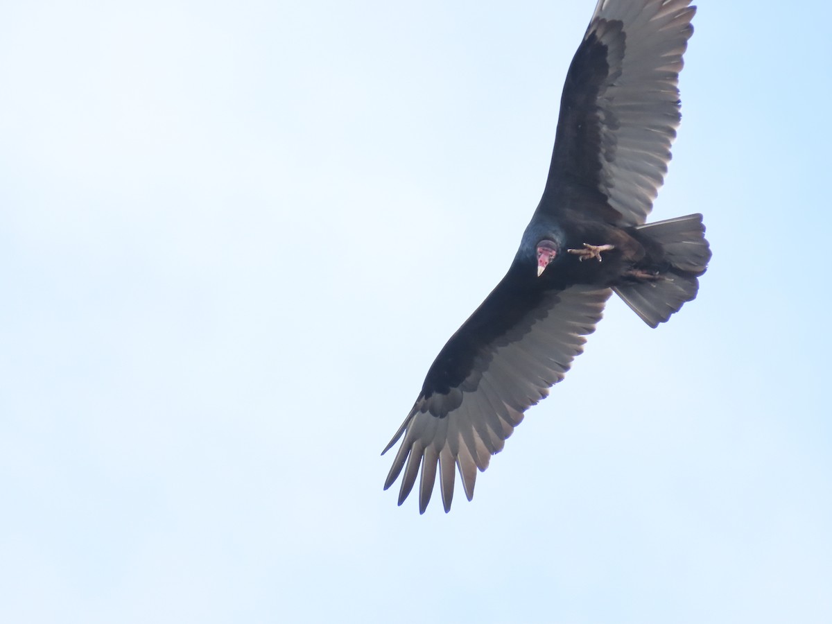 Turkey Vulture - ML645666105