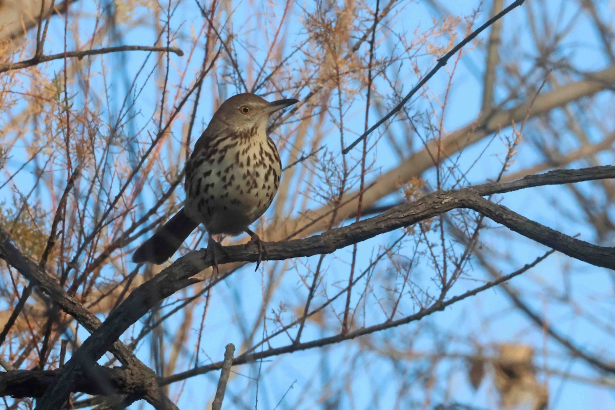Brown Thrasher - ML645666109