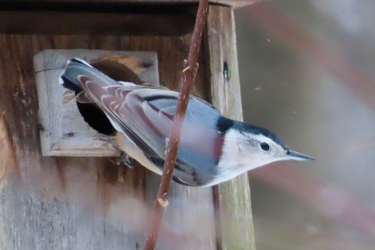 Beyaz Göğüslü Sıvacı - ML645666117