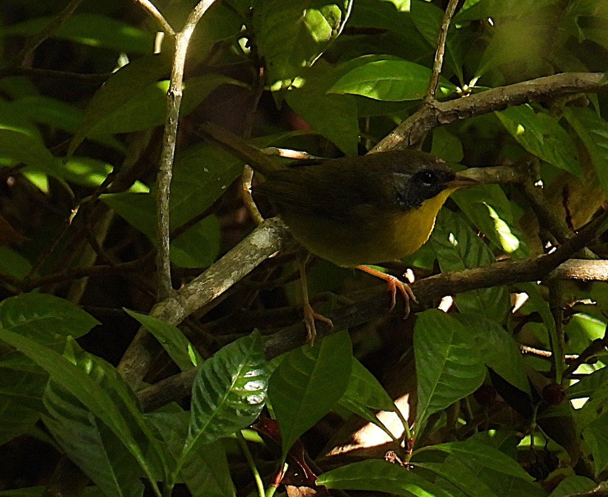 Common Yellowthroat - ML645666124