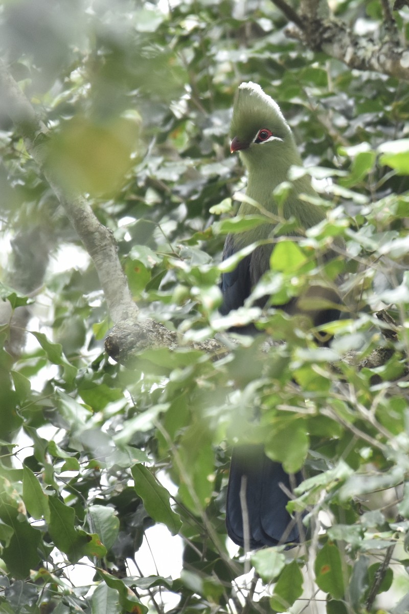 Knysna Turaco (Southern) - ML645666126