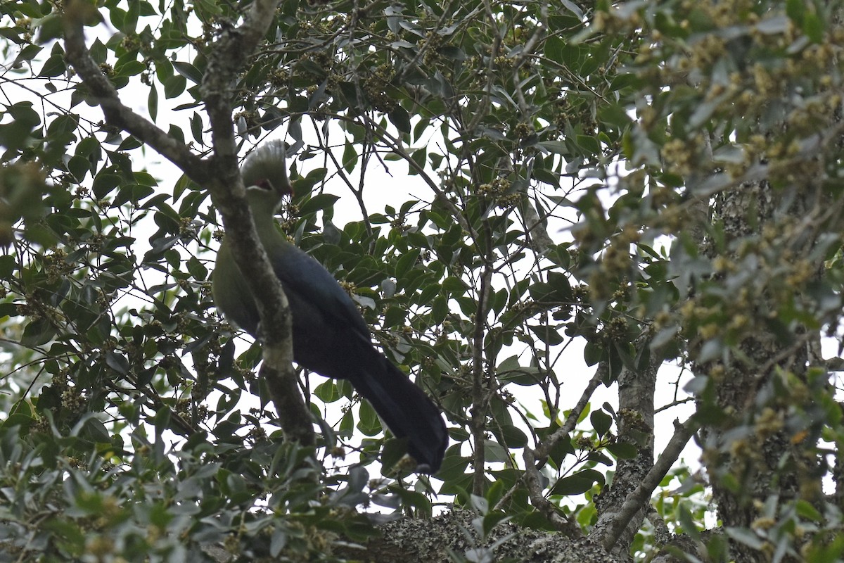 Knysna Turaco (Southern) - ML645666127
