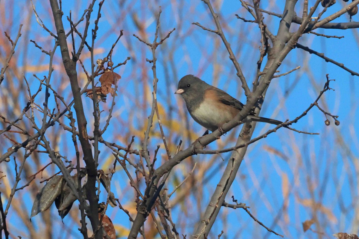 Dark-eyed Junco (Oregon) - ML645666128