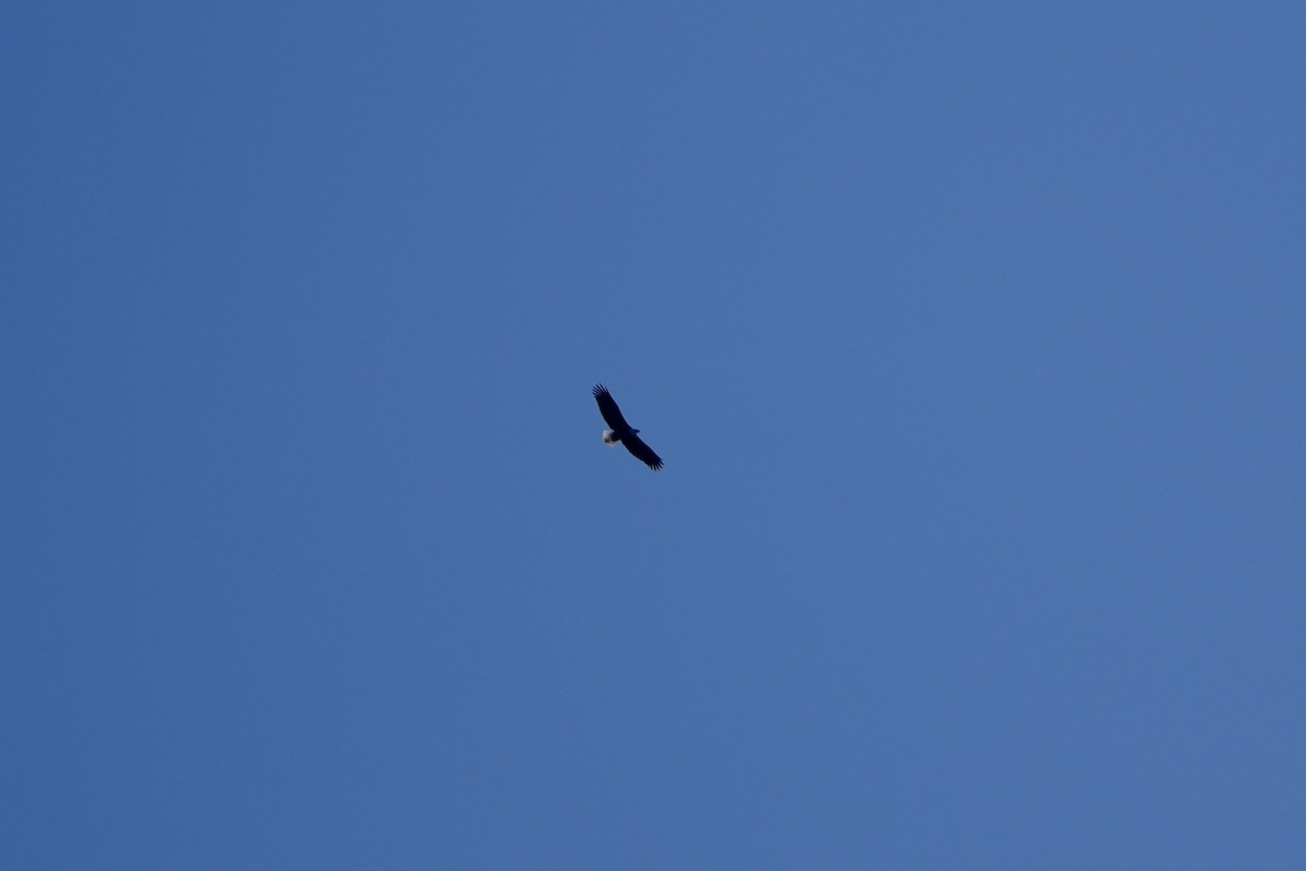 Bald Eagle - ML645666129