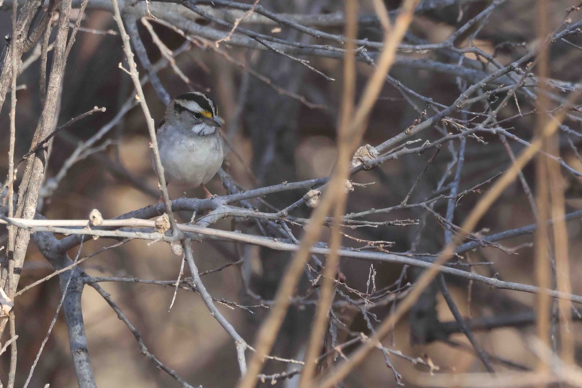 White-throated Sparrow - ML645666131