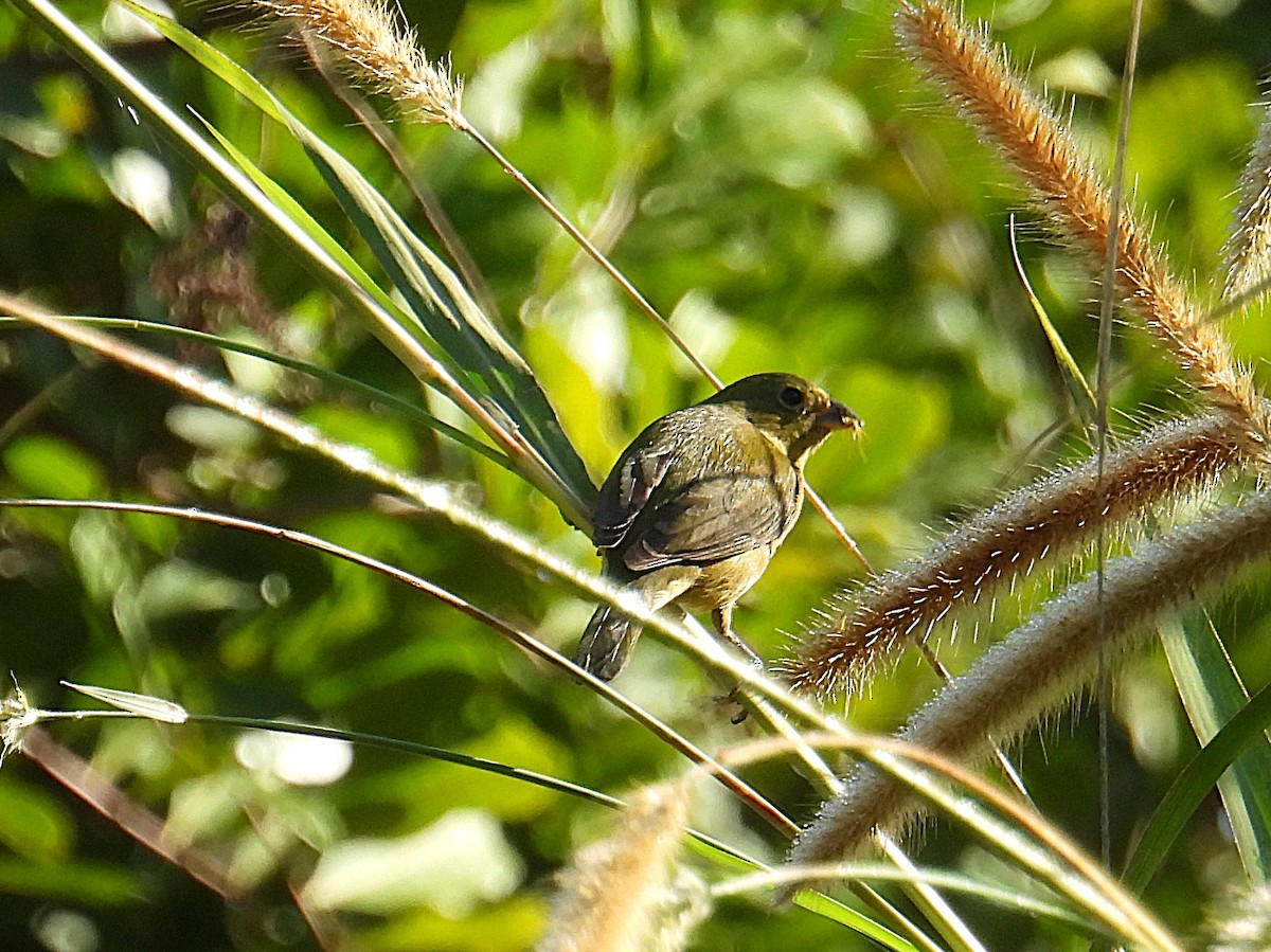 papežík zelenohřbetý - ML645666133