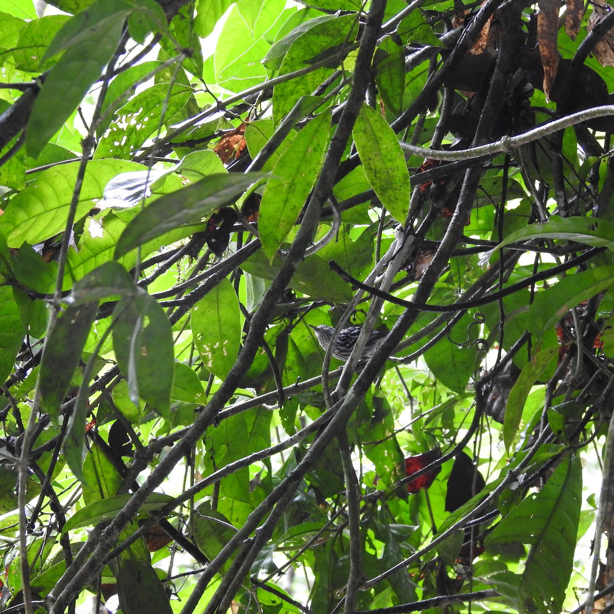 Amazonian Streaked-Antwren - ML645666134