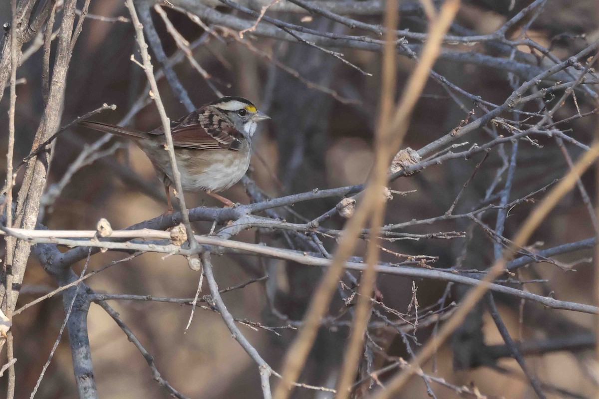 White-throated Sparrow - ML645666135