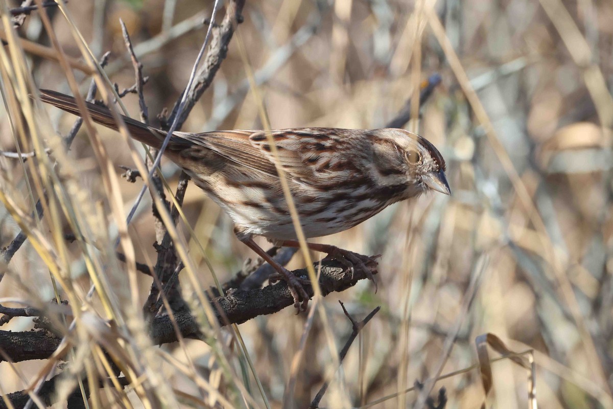 Song Sparrow - ML645666146