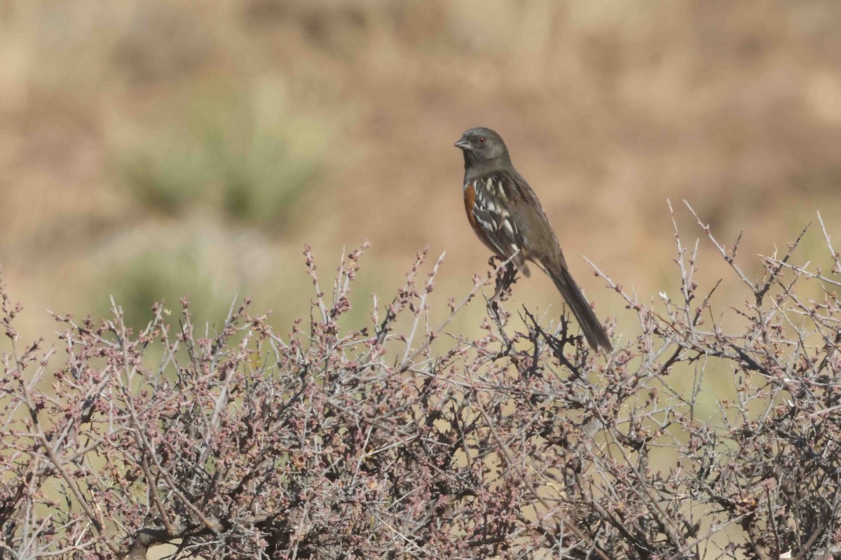 Spotted Towhee - ML645666148