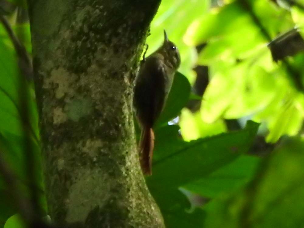 Olivaceous Woodcreeper - ML645666158