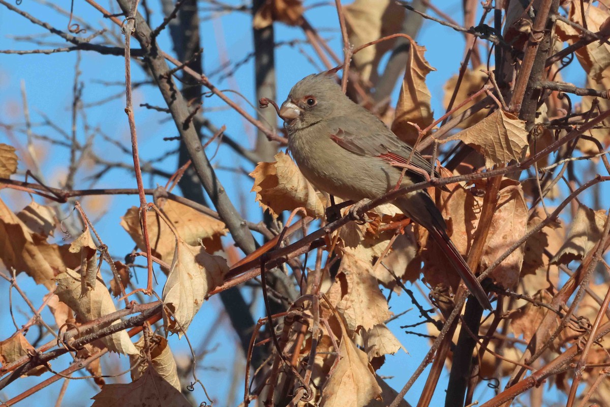 Pyrrhuloxia - ML645666159