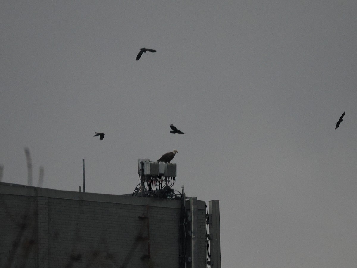 Bald Eagle - ML645666160