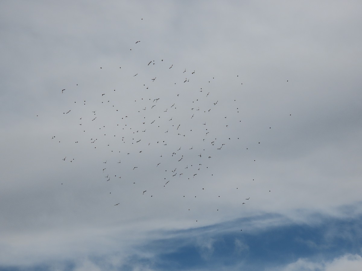 Pine Siskin - ML645666161