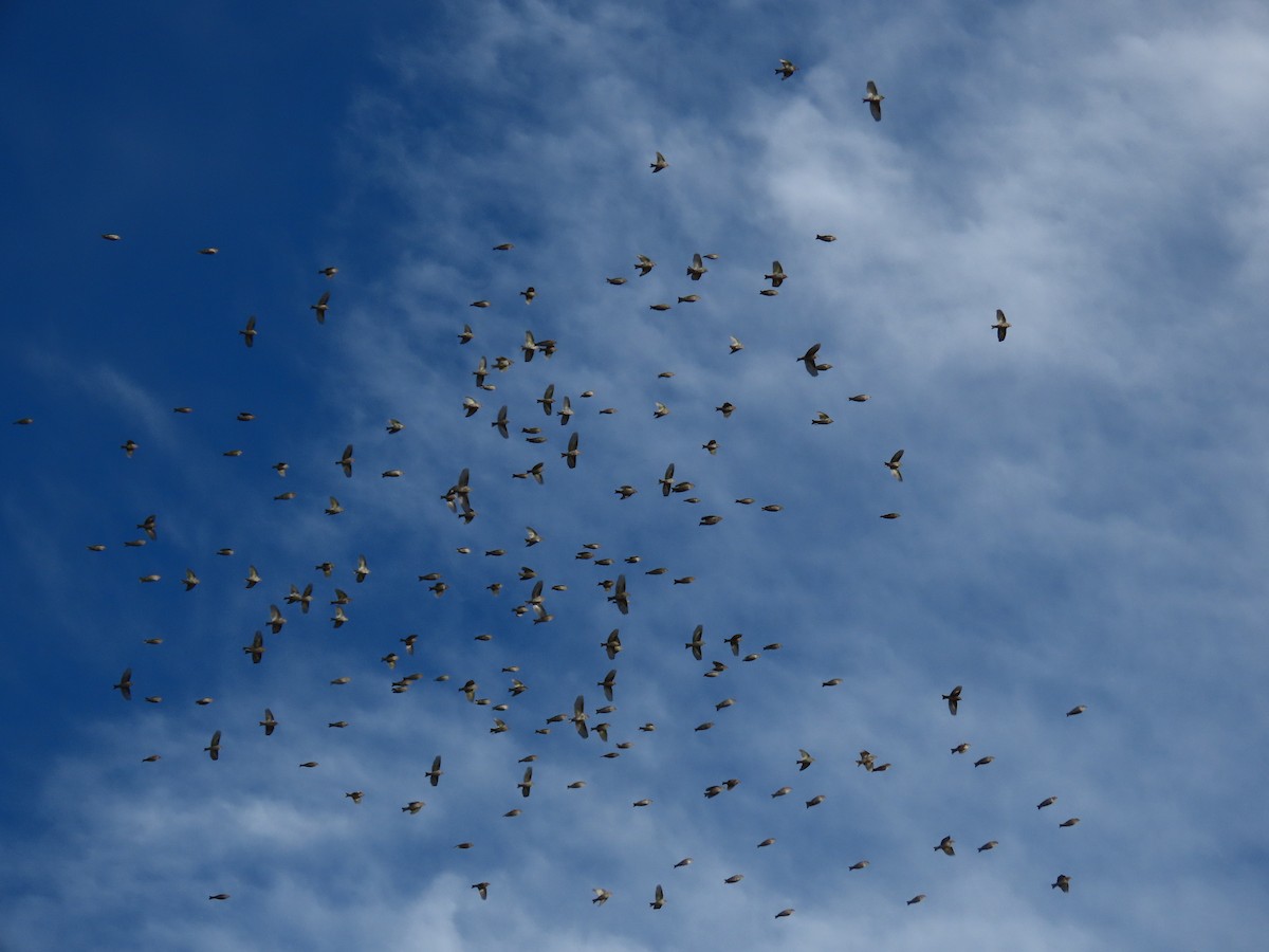 Pine Siskin - ML645666162