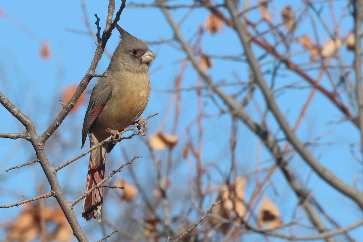 Pyrrhuloxia - ML645666163