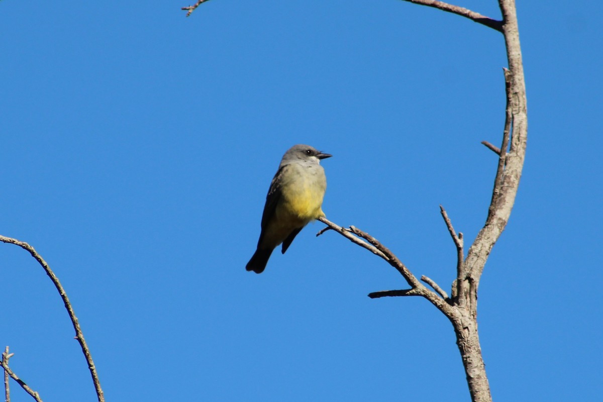Cassin's Kingbird - ML645666175