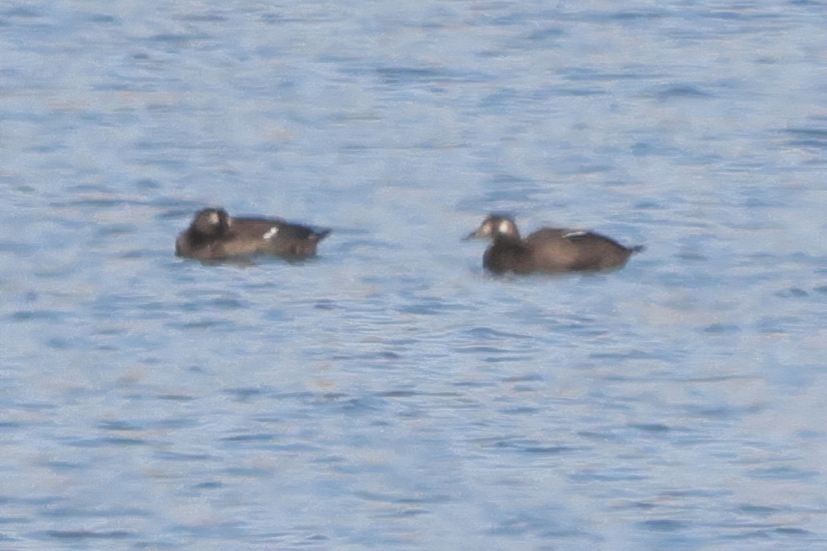 White-winged Scoter - ML645666179
