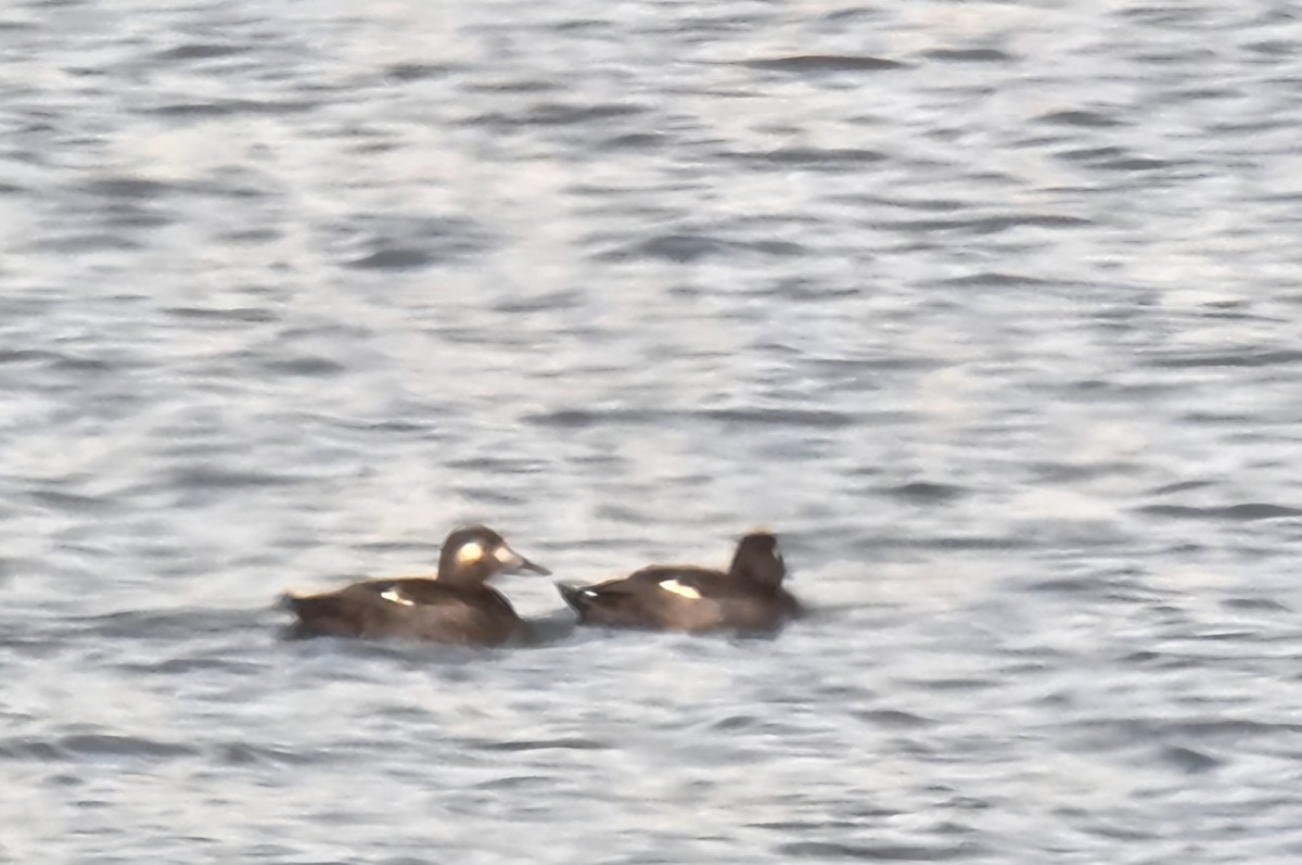 White-winged Scoter - ML645666180